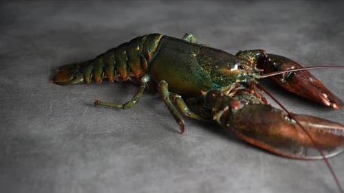 Lobster 35