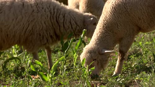 Lamb Eating Grass.