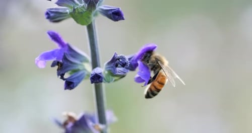 Honeybee Foraging on Purple Flower in a Garden