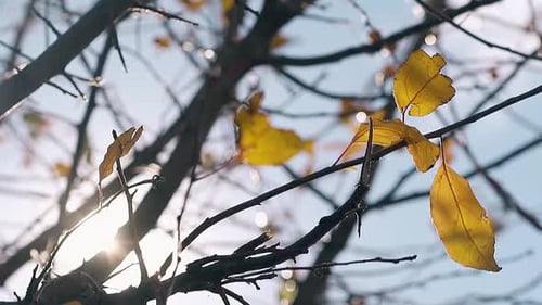 Äste mit goldenen Blättern schwingen im Wind gegen die Sonne