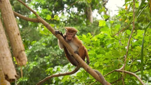 Monkey Grooming on Branch in Green Forest