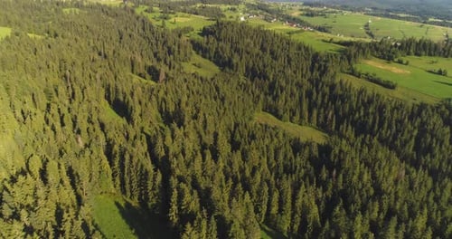 Flying Over the Forest Trees Landscape Panorama