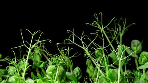 Green Pea Germination Grow in Time Lapse on a Black Background. Micro Greens for Healthy Eating