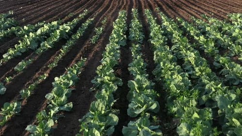 Cabbage Plantation in the Field, Vegetables Grow in a Rows