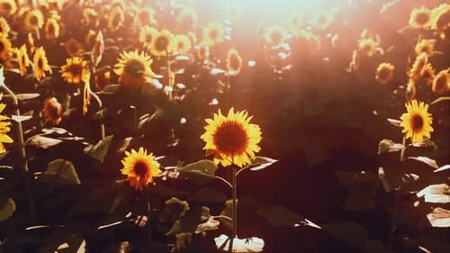 Sunflower Field Landscape at Sunset