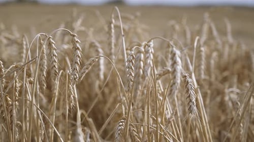 Wheat Field