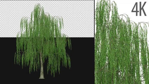 Realistic Animated Willow Tree with Alpha Channel