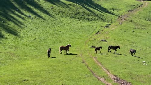 Pferde auf der Wiese
