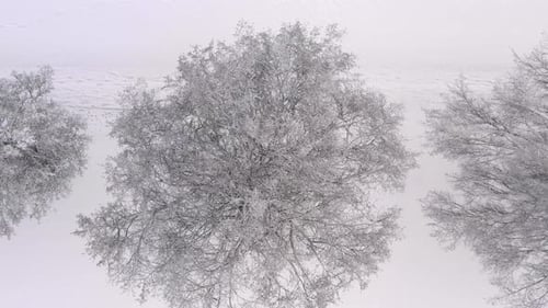 White winter trees as top shots straight from above at a beautiful snowy landscape made by a drone