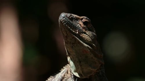 Black Spiny Tailed Iguana (ctenosaura similis), Costa Rica Wildlife and Rainforest Animals, Warm Blo