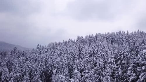 Pines Are Snow Covered . View From Above. Aerial View