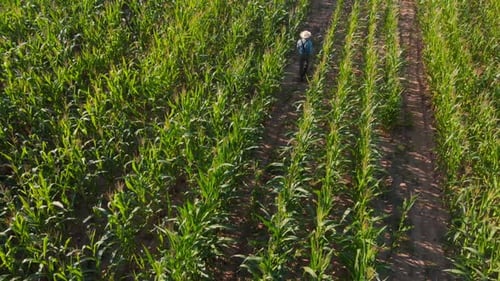 Farmer Wearing Straw Hat Walking Through Cornfield Top View