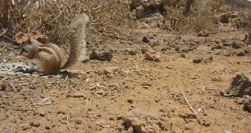 Group Family of Nimble Fast Watchful Rodents in the Wild Desert Park