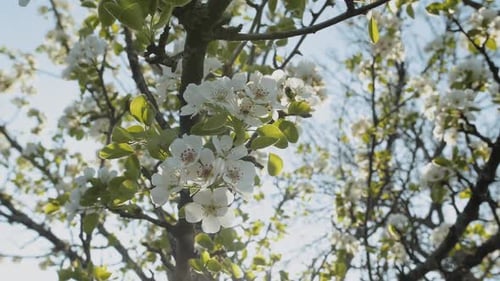 Spring Apple Flowers on Apple Branch Trees Blossom in the Garden Super Slow Motion