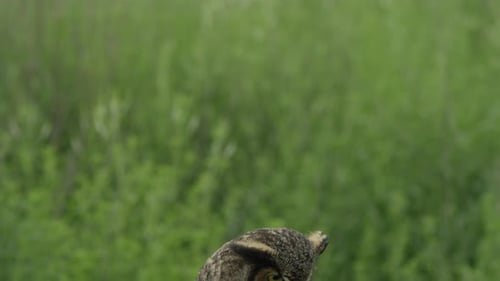 Tilt down to Great Horned Owl in forest