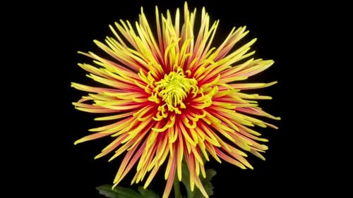 Close Up of Vibrant Spider Mum Flower Bloom