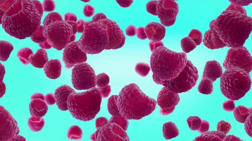 Seamless Loop of Fresh Raspberries Falling on Bright Blue