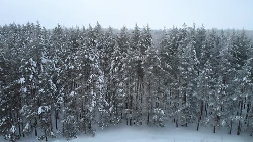 Winter pine forest
