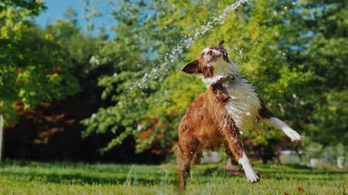 Active Dog Playing with a Garden Hose in the Garden