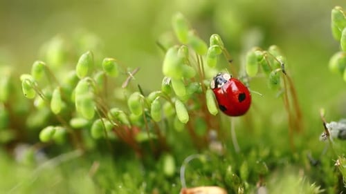 Closeup Wildlife of a Ladybug in the Green Grass in the Forest