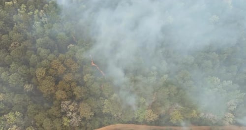 Wildfire is Burning Trees and Dry Grass in the Forest of Large Smoke