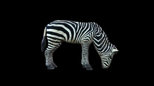 Zebra Eat