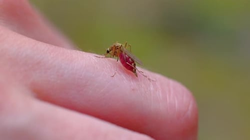 Un moustique suce le sang sur la peau humaine