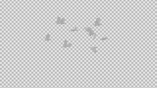 White Doves - Flock of 7 Birds - 4K Flying Cycle - Transparent Loop