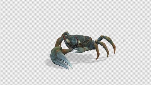Realistic 3D Crab Walking Animation with Alpha Channel