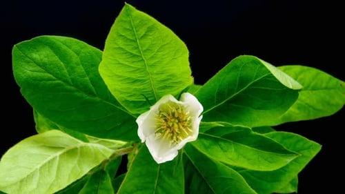 Medlar Flower Blossoming 4