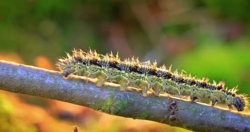 Caterpillar Crawling on Branch Close Up