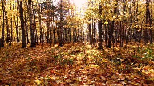 Bois de forêt d'automne coloré