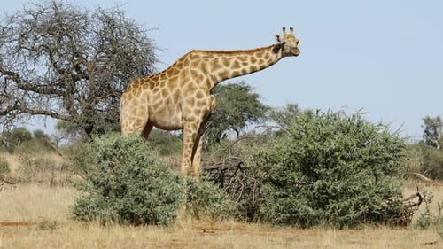 Giraffe ernährt sich von einem Baum