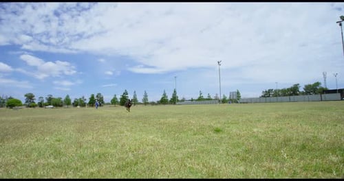Shepherd dog running in the field 4k