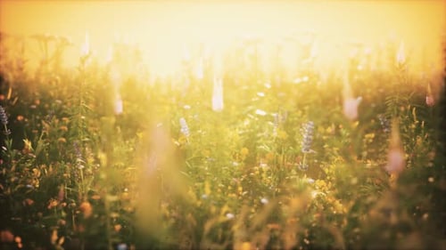 Wild Field Flowers at Summer Sunset