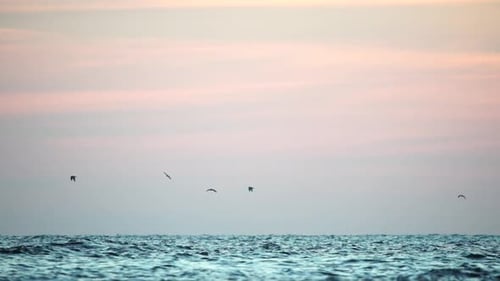 A Flock of Seagulls Fly and Fish in the Sea