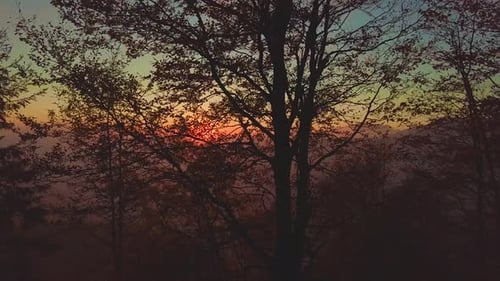 Untergehende Sonne gefiltert von Pflanzen in einem Wald
