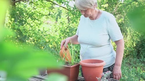 an Elderly Woman Caucasian Ethnicity Waters From Watering Can Pot with Transplanted Plant Wooden