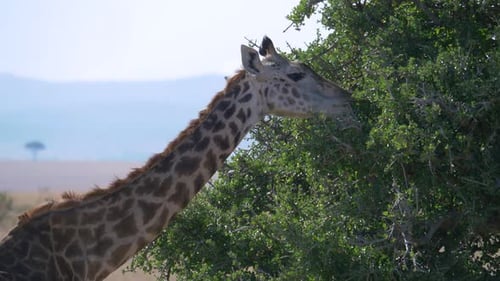 Giraffe isst von einem Baum