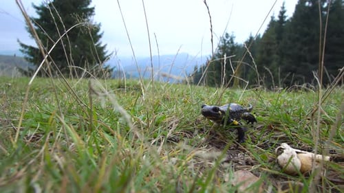 Salamander Walking Through Grassy Mountain Meadow
