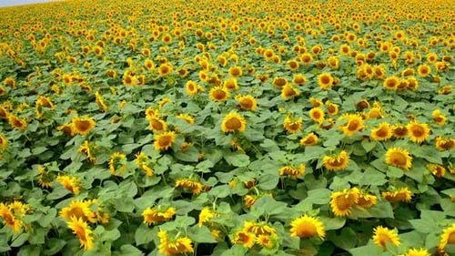 View above sunflowers field. Aerial view of agriculture field with blooming sunflowers