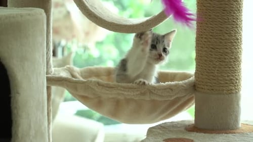 Cute Persian Cat Playing Toy On Cat Tower Slow Motion