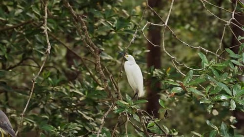 Aves de Costa Rica, garceta nival (egretta thula) encaramada en una rama, aves del río Tárcoles,