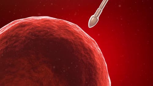 3D Medical Animation of Sperm Fertilizing an Egg