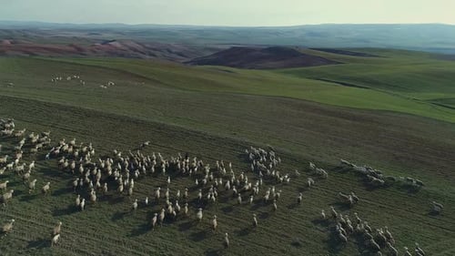 Sheep running in herds
