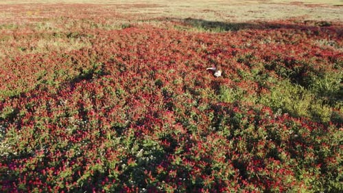 Circling around a girl dancing in a blooming field
