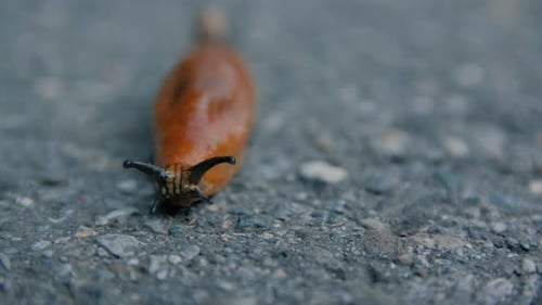 Slug Crawl auf der Straße