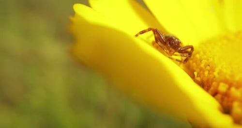 Gros plan d'araignée Napoléon se nourrissant de fleurs jaunes fraîches dans le champ pendant l'été.