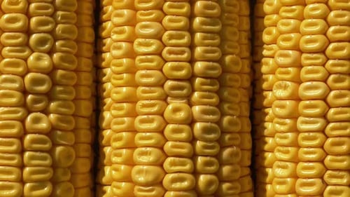 Closeup view on ready yellow corn. Above view