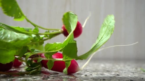 Falling of Fruits of a Radish 4